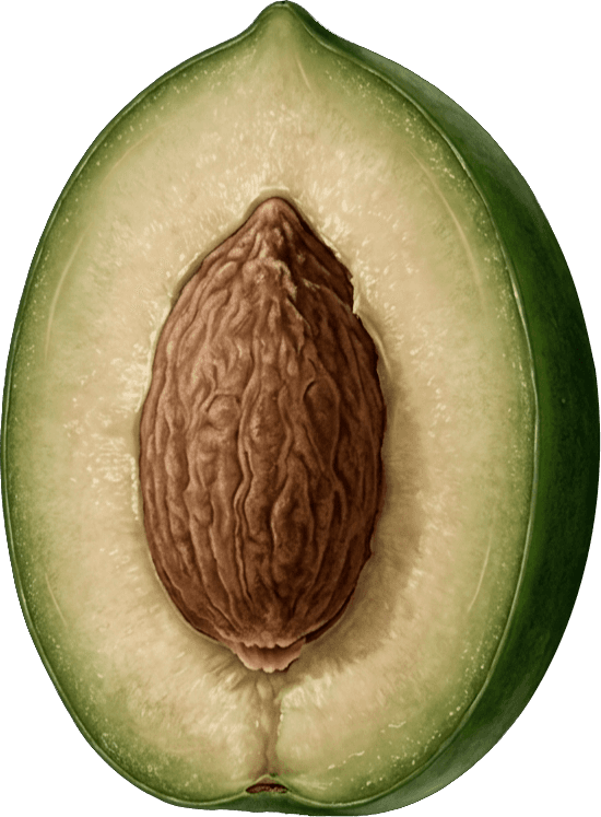 Anatomía de una aceituna Arauco